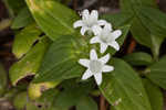 Tropical Mexican clover